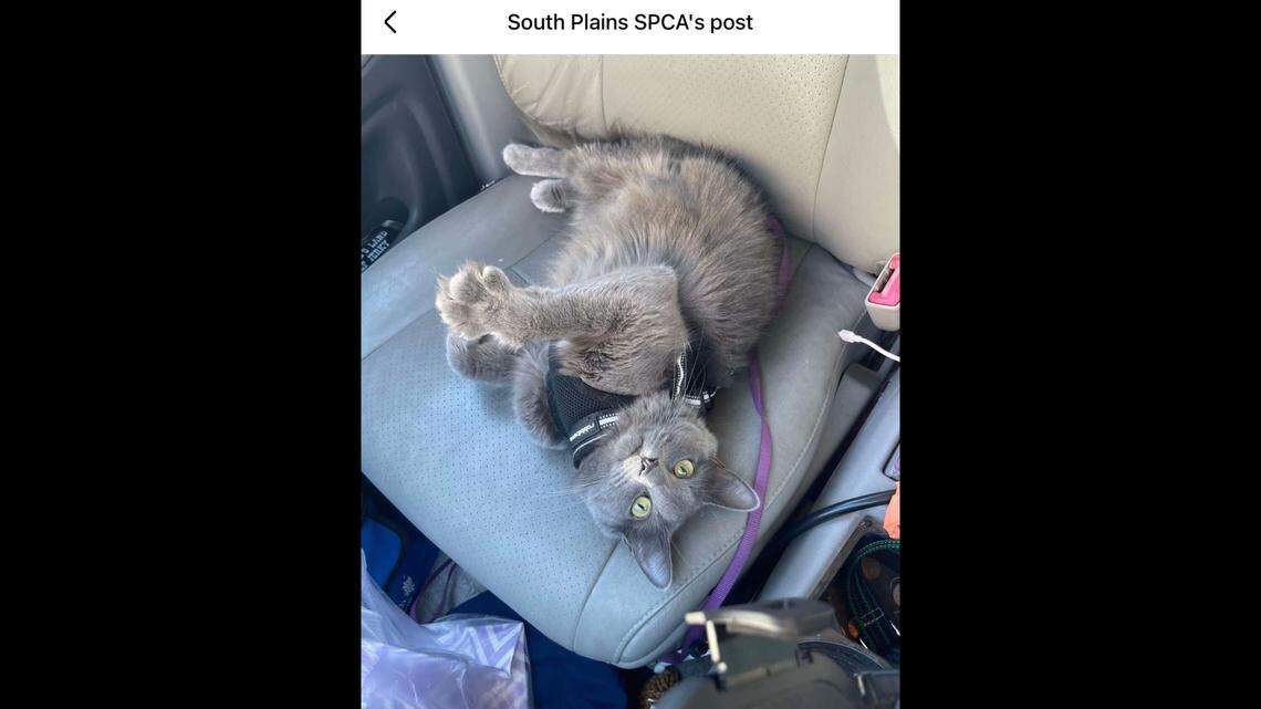 Sweet Church enjoying a car ride.