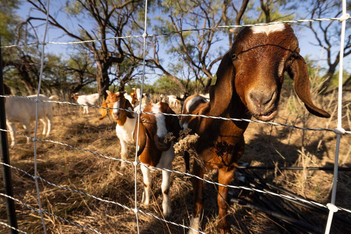 The herd of goats eagerly wait for Greg Kalldin, the supervisor for the Goats on the Go Weatherford affiliate, to set up an electric fence to begin eating the brush at a new patch of land in Jacksboro on Thursday, Sept. 28, 2023.