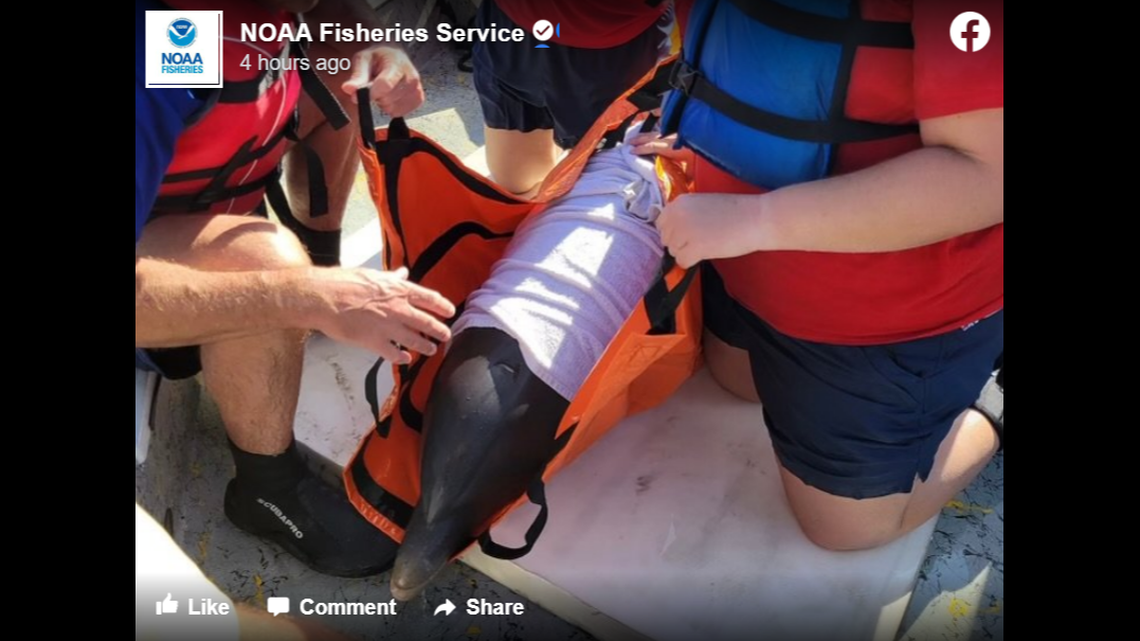 This injured dolphin needs medical attention after being rescued off Texas coast, officials said. People would “swim with, ride, jump on, and pet the dolphin.”