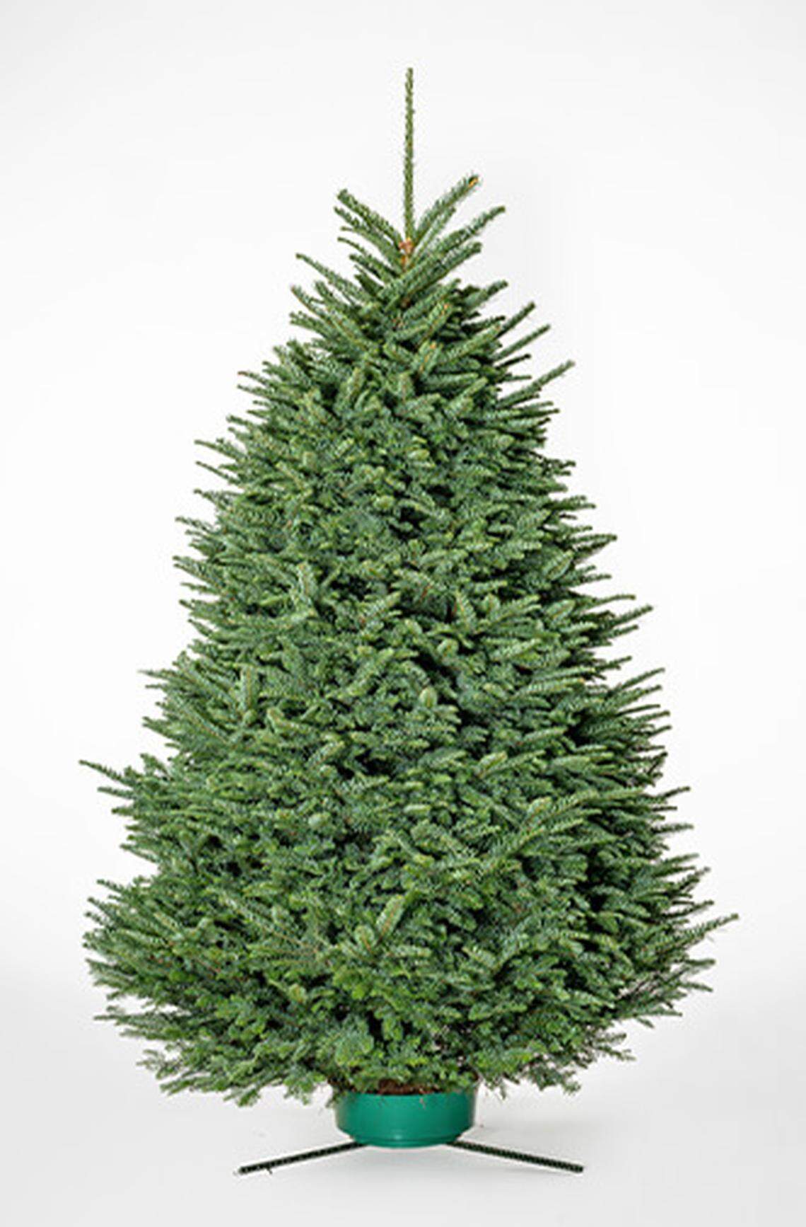 Noble Fir Christmas tree