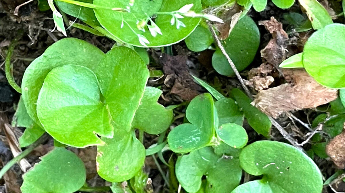 Dichondra is easily controlled with broad leafed weedkiller spray.