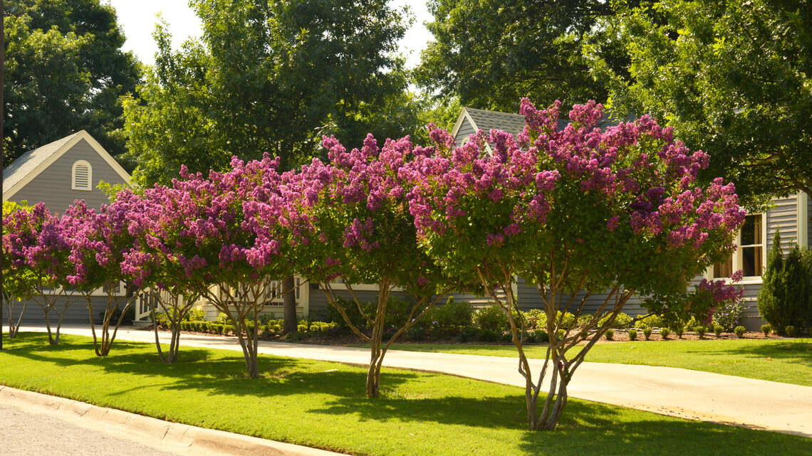 These plants will cool your landscape during North Texas’ hot summers