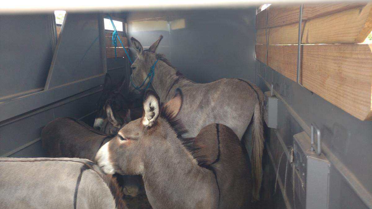 The Second Chance Farm animal shelter in Granbury, Texas was forced to evacuate its animals as a nearby wildfire began to get dangerously close on Monday afternoon.