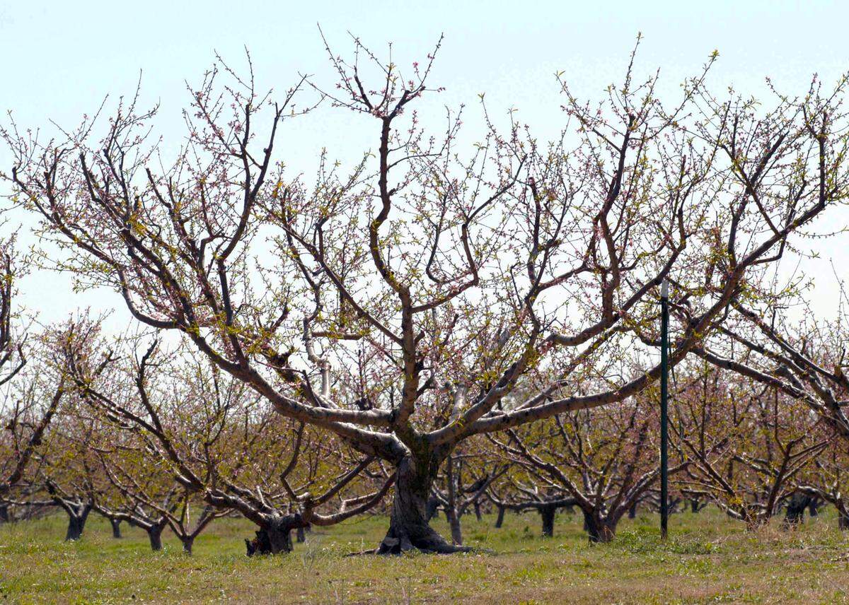 Low branches and bowl shaped branching make for stronger peach trees.