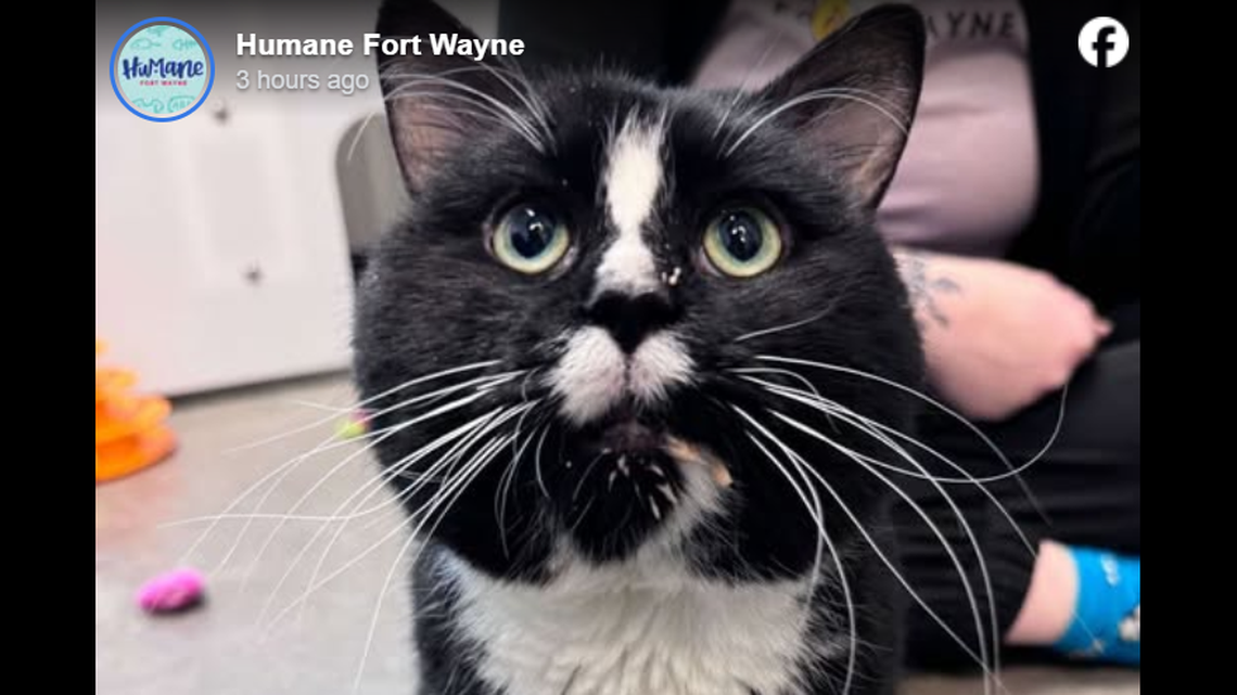 Mr. Satchel is ready to start a new chapter in his life.