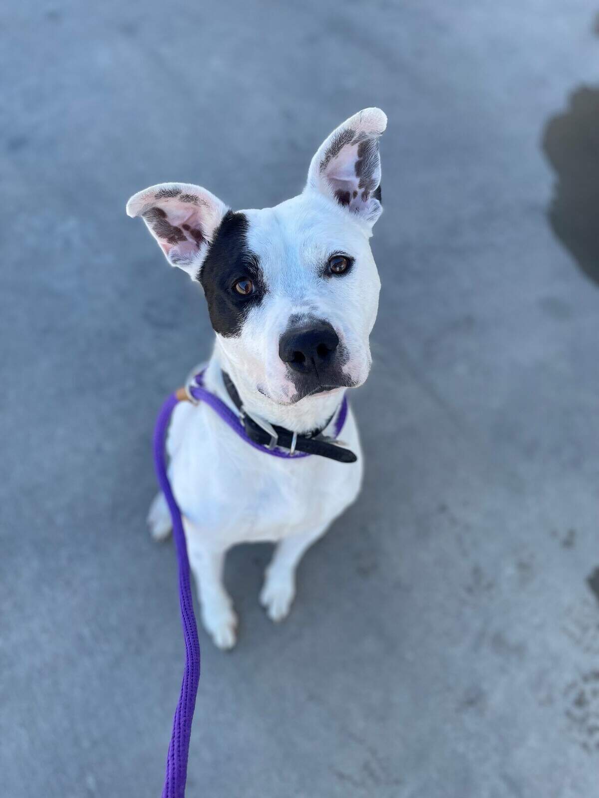 Oreo (ID 48566822) has been in and out of the shelter since August. The 3-year-old is super friendly, likes other dogs and loves to cuddle. Oreo knows how to sit on command, and is a quick learner of new tasks. Meet Oreo at the Chuck Silcox Animal Care & Adoption Center. To adopt him, visit https://petango.com/Adoption-Application?animalId=48566822&shelterId=2323&_ga=2.73818770.184429138.1644518818-827403043.1644518818.