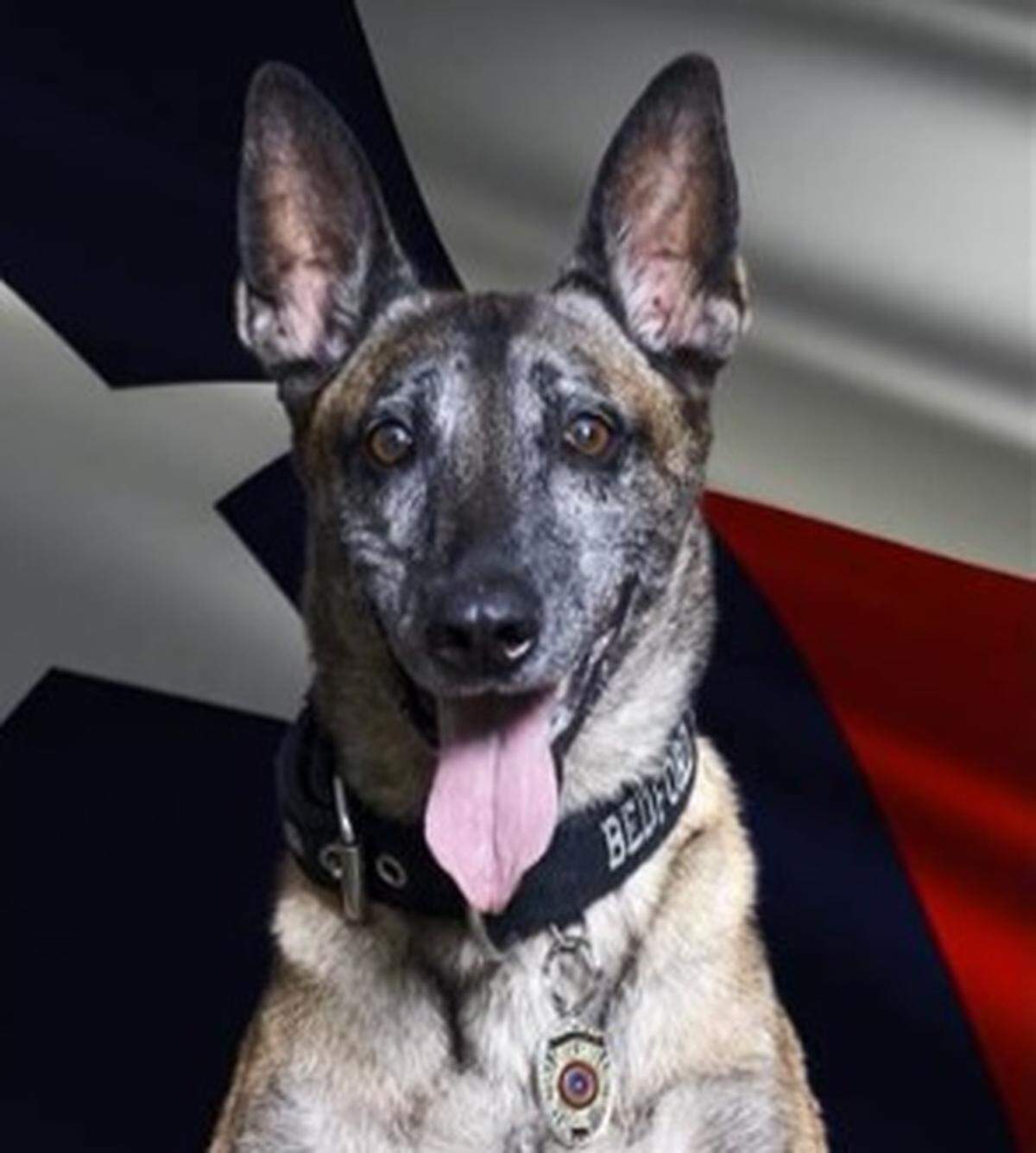 Bowy, a retired Bedford K-9 officer who was responsible for hundreds of felony arrests in her career, has died.