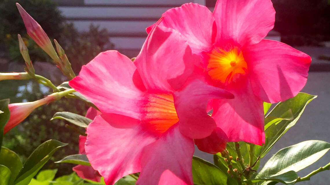 Try these showy flowers for blooms all summer in your North Texas garden
