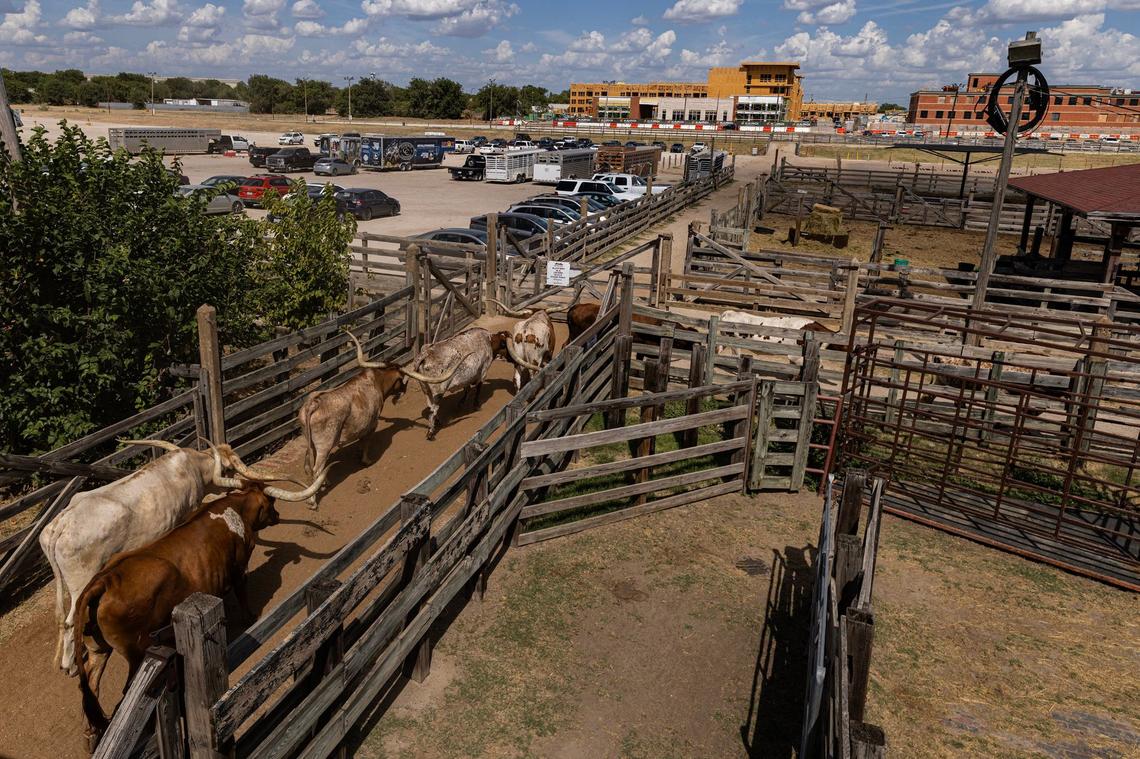 The cattle head back to their pens after the cattle drive which is close by to a new apartment development being built behind Packers Street at the Fort Worth Stockyards on Thursday, Aug. 15, 2024.