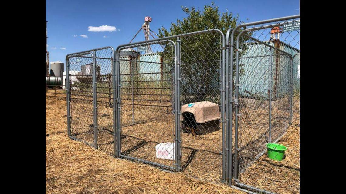 A North Texas man faces animal cruelty charges after a dog was found dead from heat stroke and two other canines had no shade or adequate water at a Parker County property, authorities said.