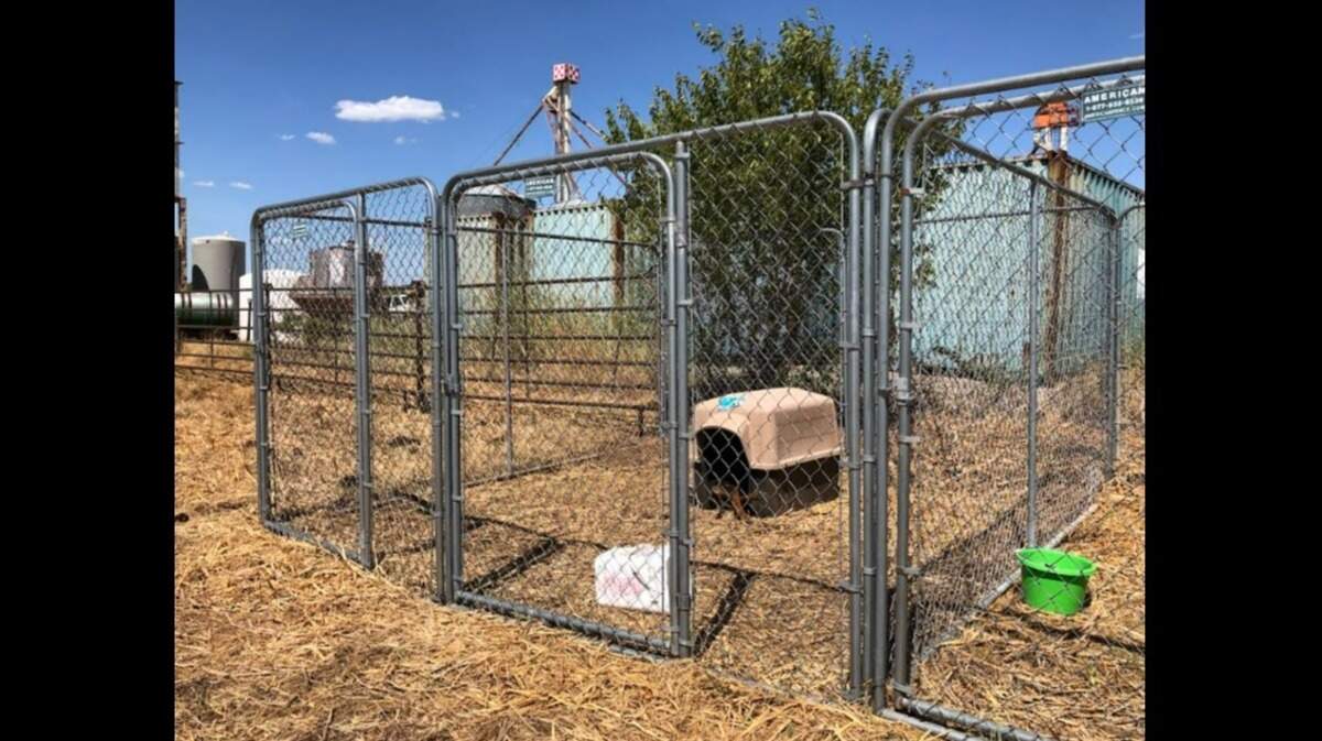 A North Texas man faces animal cruelty charges after a dog was found dead from heat stroke and two other canines had no shade or adequate water at a Parker County property, authorities said.