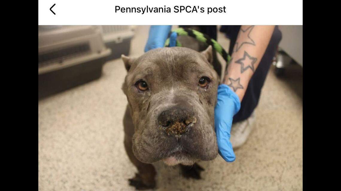 Dog left to die in apartment waited on her owners. Then came help, and a tail wag