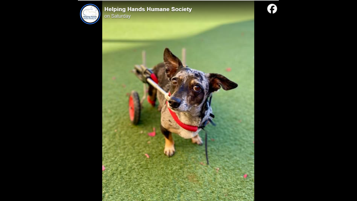 Pepper has used a wheelchair “most of his life,” according to the Helping Hands Humane Society in Topeka, Kansas.