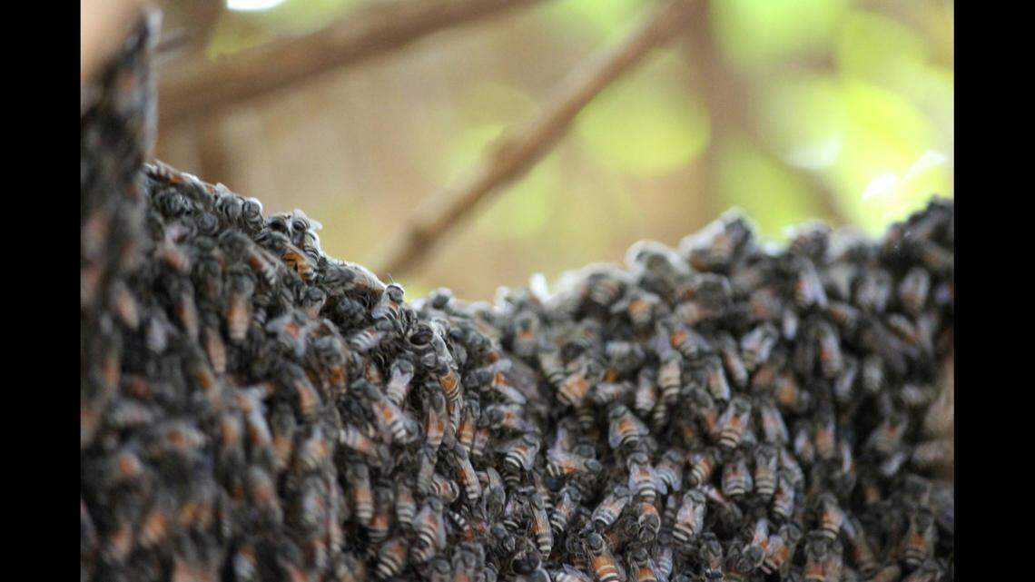 Honey bees (not the ones pictured) swarmed a man and stung him to death in Eastland, Texas, police say.