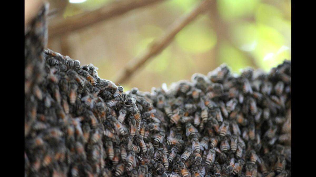 Honey bees (not the ones pictured) swarmed a man and stung him to death in Eastland, Texas, police say.