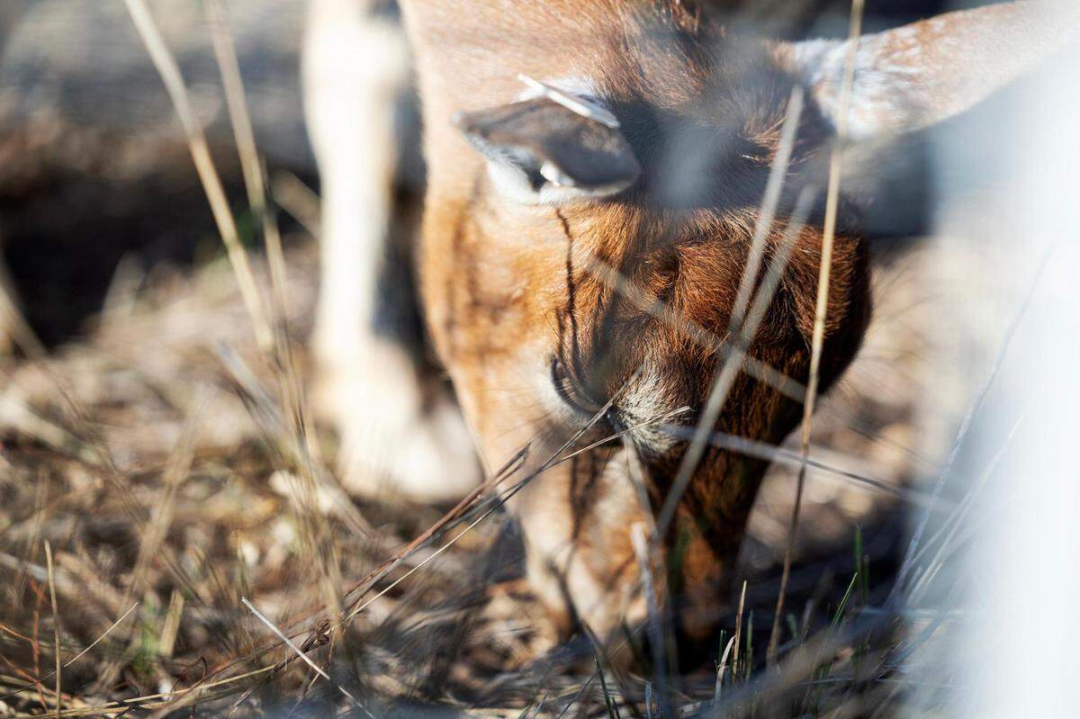 A goat eats dead grass and weeds on a patch of land in Jacksboro in September.
