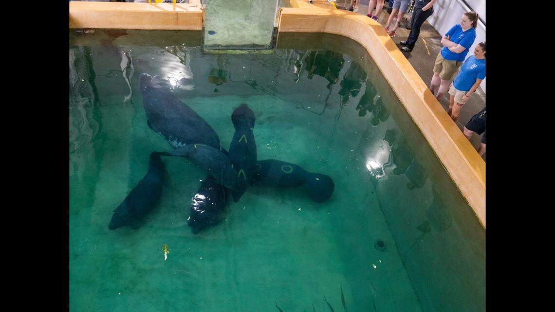 Manatees upon their arrival