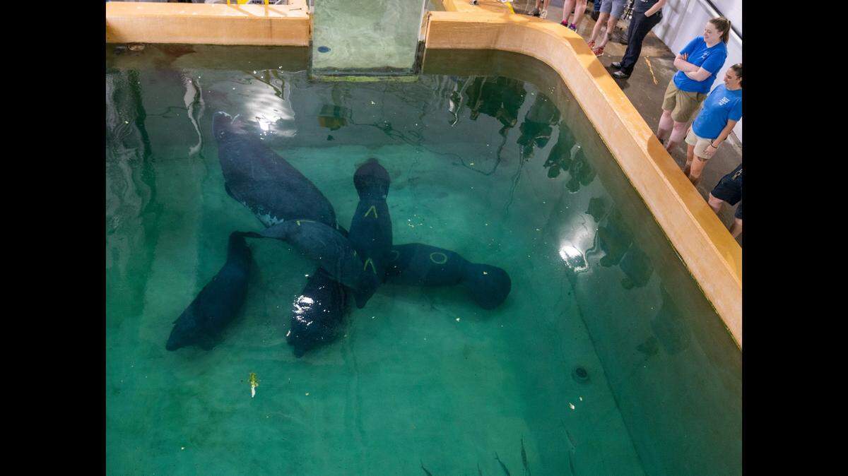 Manatees upon their arrival