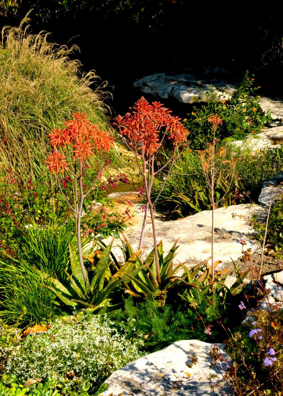 Aloe grows in the ground in a protected location in a warm part of Texas.
