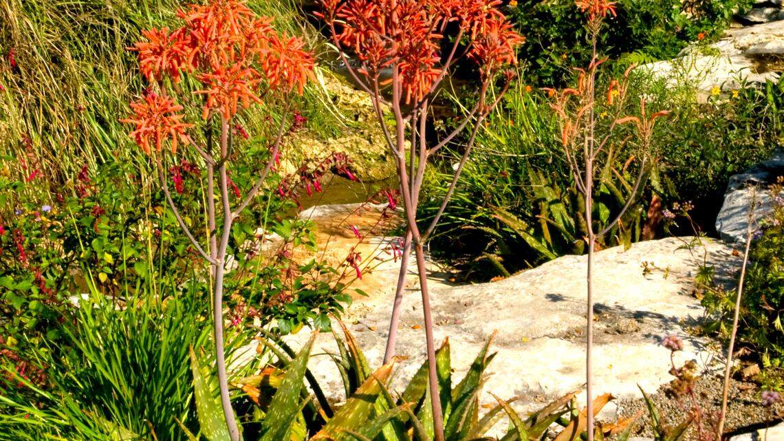 Aloe grows in the ground in a protected location in a warm part of Texas. Aloe grows in the ground in a protected location in a warm part of Texas.