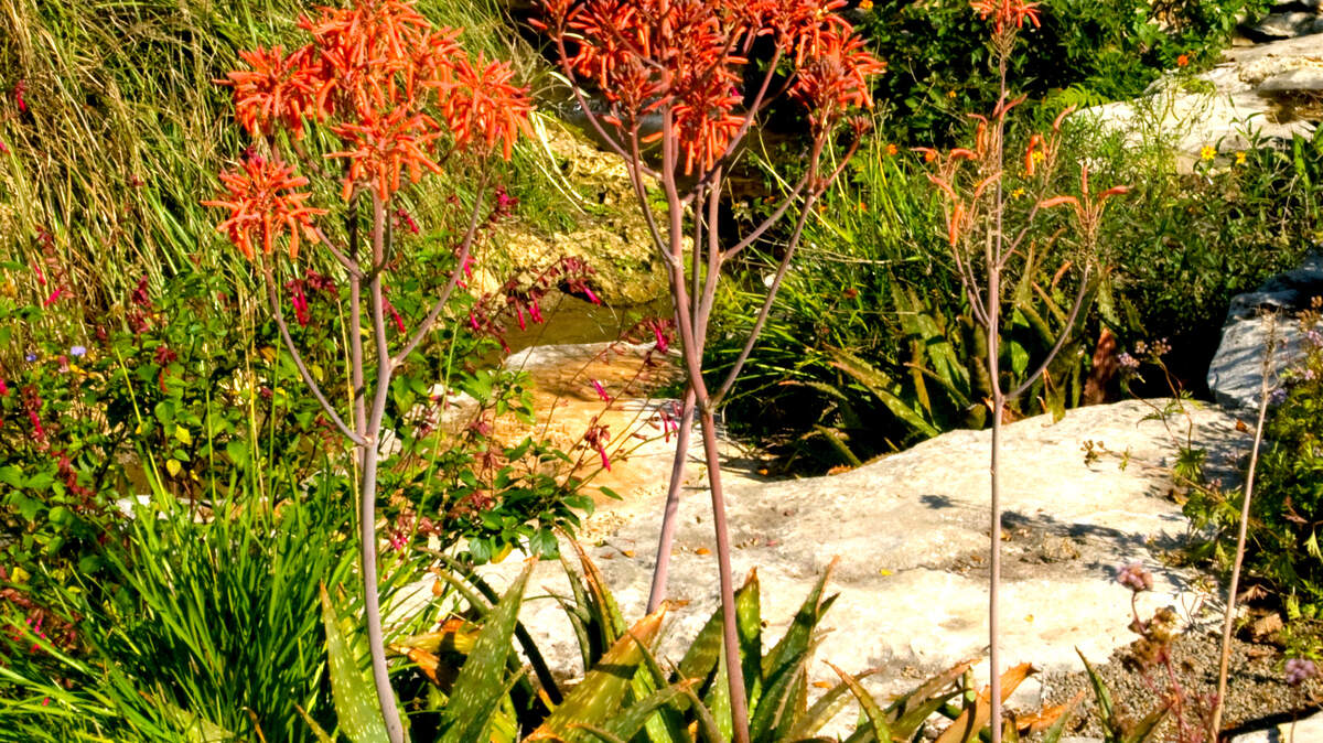 Aloe grows in the ground in a protected location in a warm part of Texas.