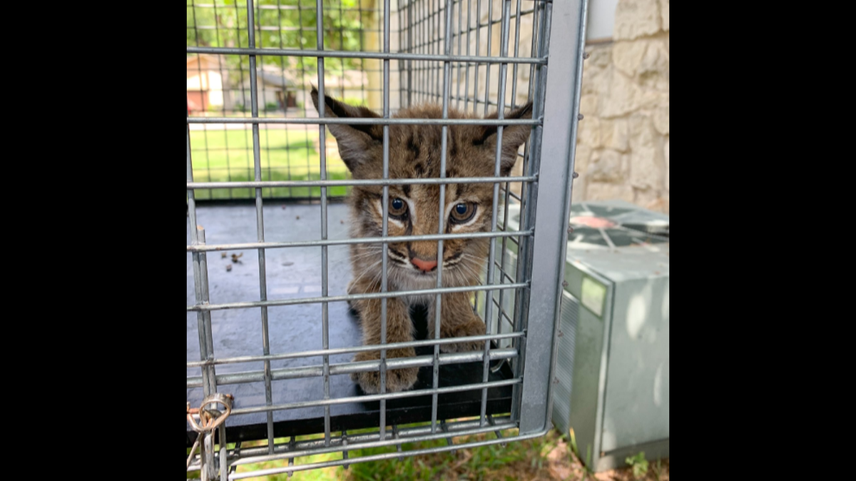 A “mischievous” bobcat kitten who needed help was found playing with packages left on the front porch of a home in Round Rock, Texas, police said.