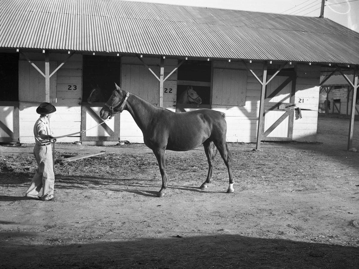 Oct. 20, 1940: A mare and her colt took high honors in the horse show at the State Fair of Texas. Mare Fanny Elkins won second in her class for mares 4 years old and older at the fair. She belongs to Joe D. Johnson of Fort Worth. Fanny is shown here.