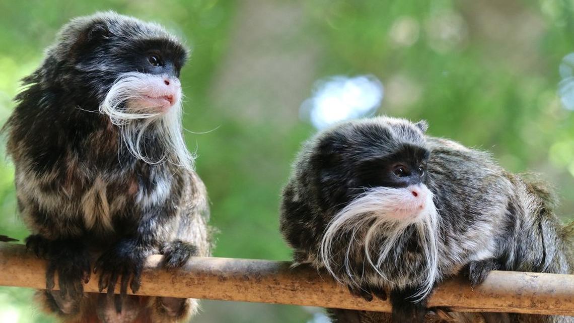 A man who police had been searching for in connection to two emperor tamarin monkeys that went missing from the Dallas Zoo was arrested Thursday, Dallas police said.