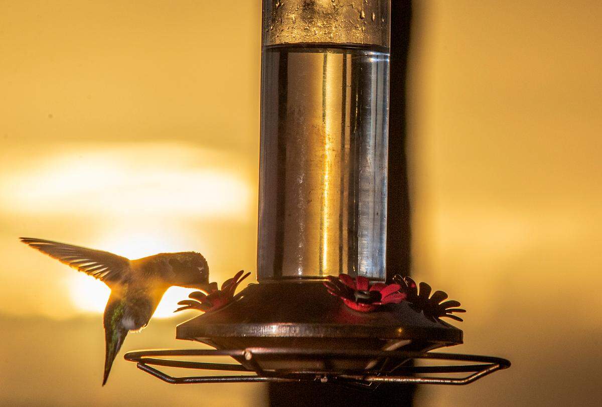 Having a hummingbird feeder allows you to watch the birds up close in your backyard. Most will feature artificial red flowers that tend to attract hummers.