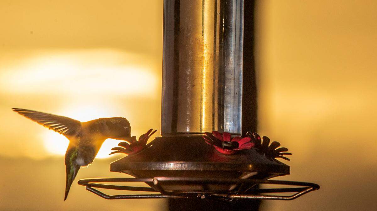 Having a hummingbird feeder allows you to watch the birds up close in your backyard. Most will feature artificial red flowers that tend to attract hummers.