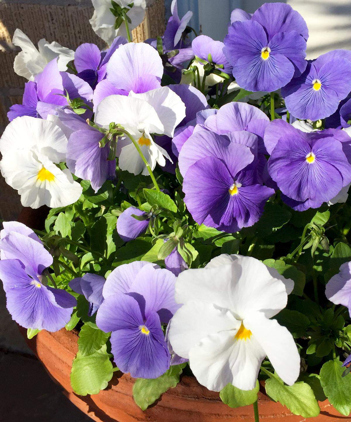 A blend of blues and white pansies.