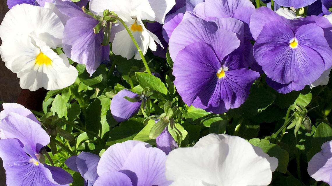 It’s time to tackle weeds and slugs in your garden. Here’s how