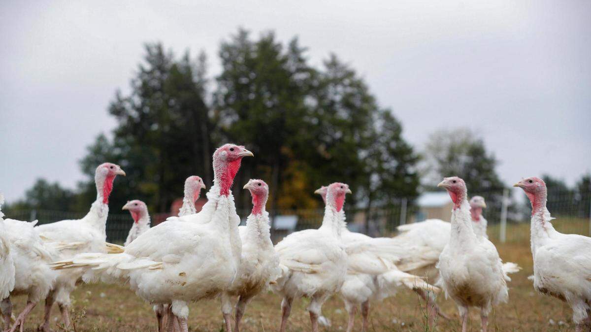 Turkeys gather during feeding time at Narrow Way Farms in Ivanhoe on Nov. 3, 2022. Turkey prices are up 75% after an avian flu killed 7.4 million turkeys since March.