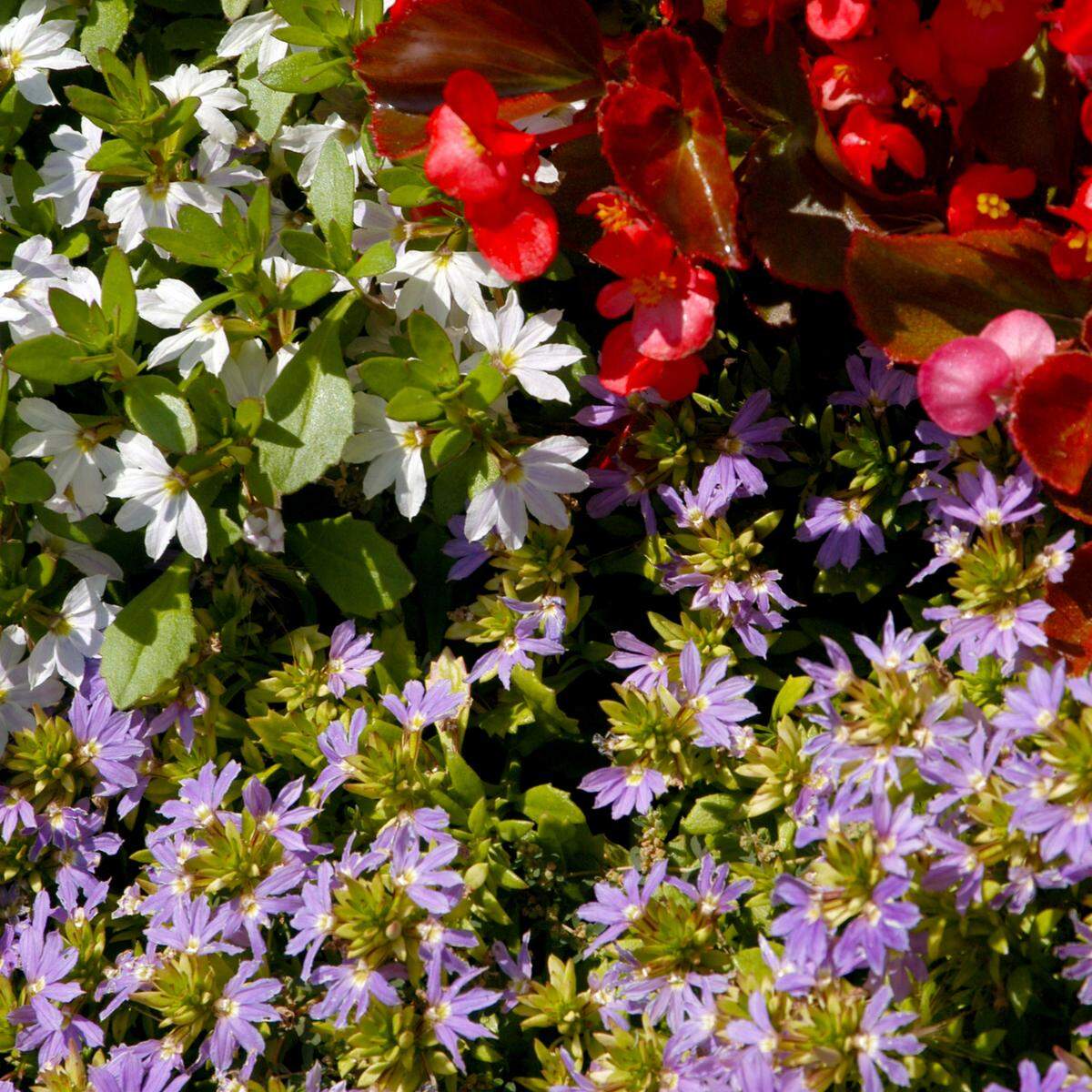 Red begonias, and blue and white fanflowers.