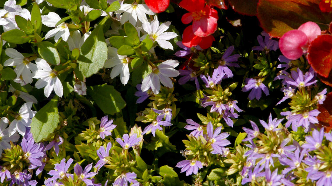This easy growing flower adds a patriotic flair to your landscape
