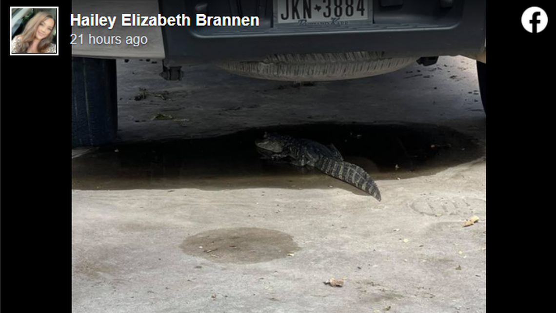 This isn’t a plastic bag under a pickup truck in Texas.