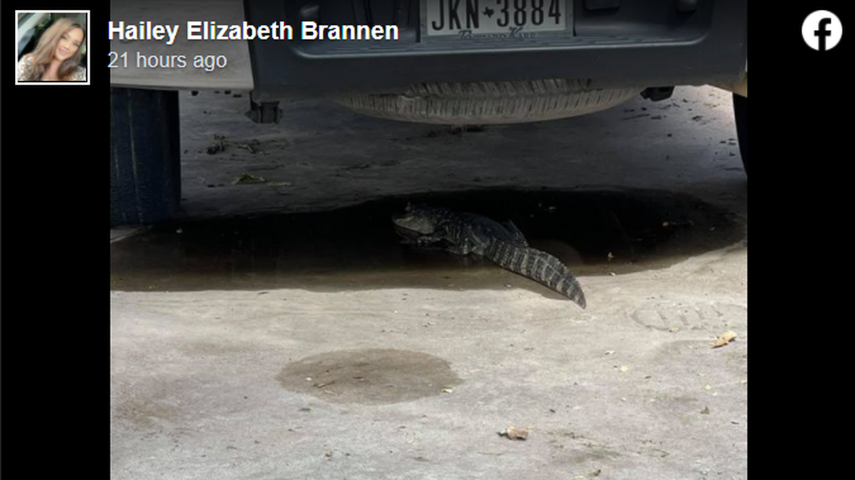 This isn’t a plastic bag under a pickup truck in Texas.