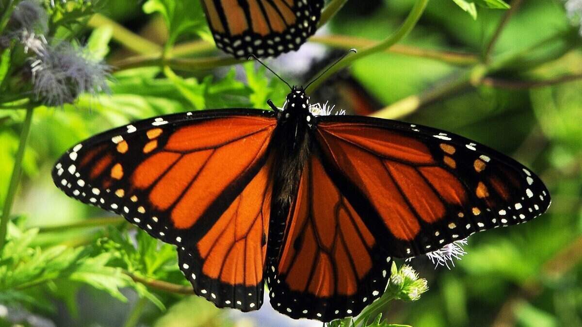 Two Monarch butterflies in the Fort Worth Botanic Gardens in this file photo.
