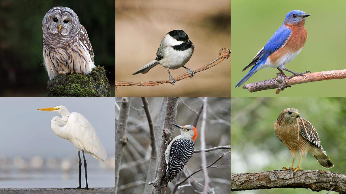 From top left (clockwise), Barred Owl, Carolina Chickadee, Eastern Bluebird, Red-shouldered Hawk, Red-bellied Woodpecker and Great Egret all competed to be the city of Fort Worth’s official bird.