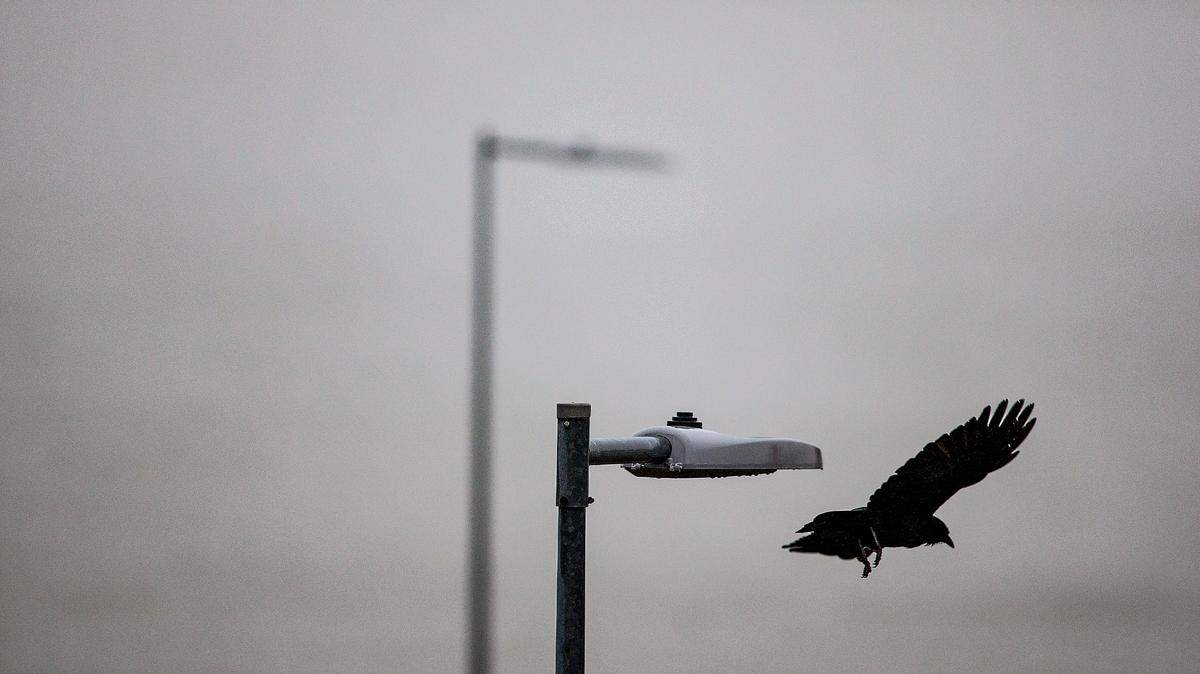 A crow jumps off its perch on a light pole as a heavy mist shrouds the shores of Benbrook Lake. Fort Worth woke up Sunday morning, Oct. 29, 2023, to heavy mist and temperatures in the mid 40s as a cold front rolls in. The National Weather Service expects frost and a freeze in the next two days.