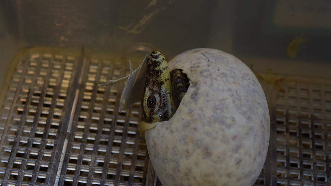 A Komodo dragon hatchling begins its journey to the outside world at the Fort Worth Zoo.