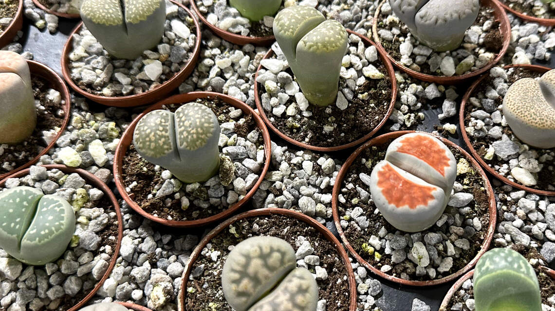 These fascinating plants defy abuse and manage to keep growing, blooming and thriving