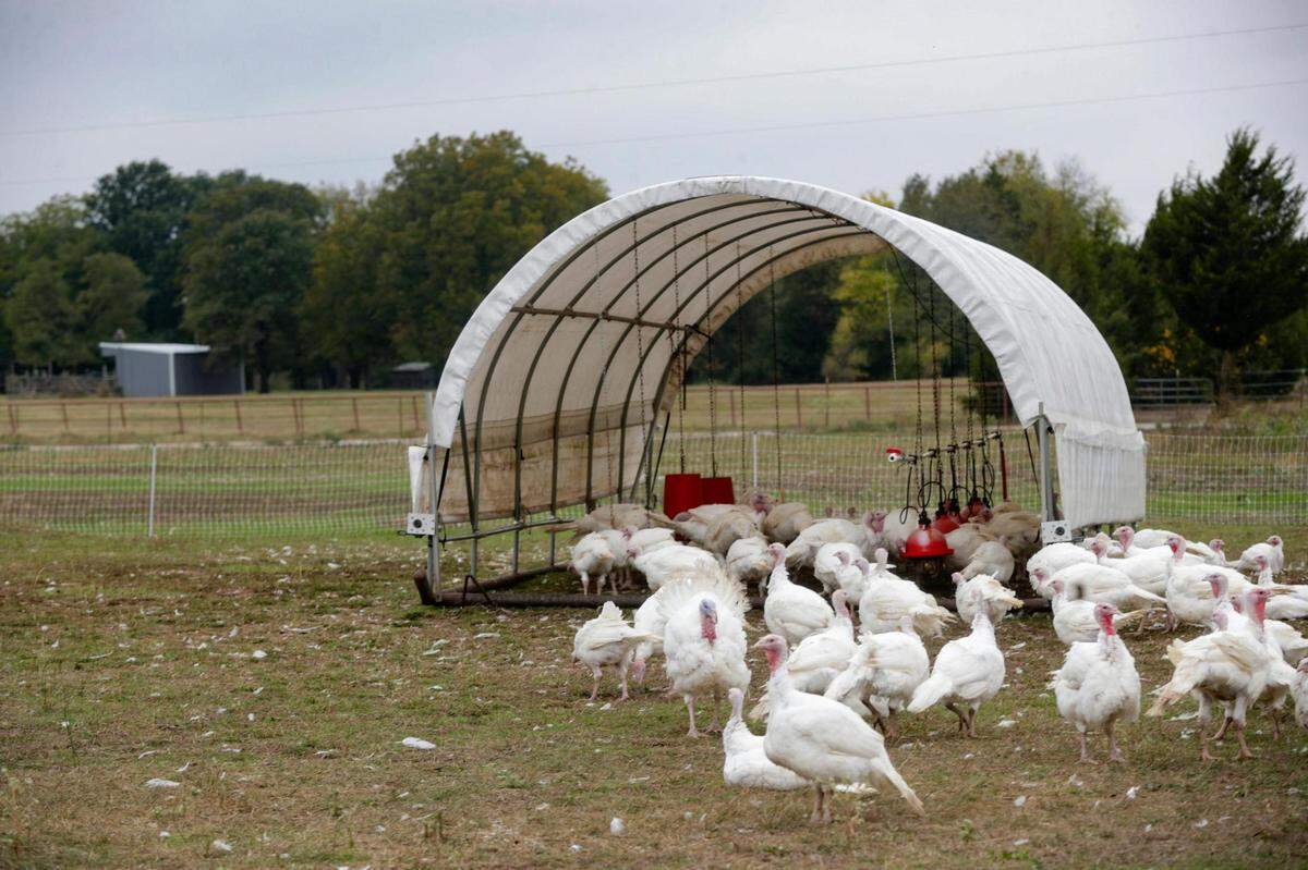 Turkeys feed on grit and gravel to aid their digestion at Narrow Way Farms in Ivanhoe on Nov. 3, 2022.
