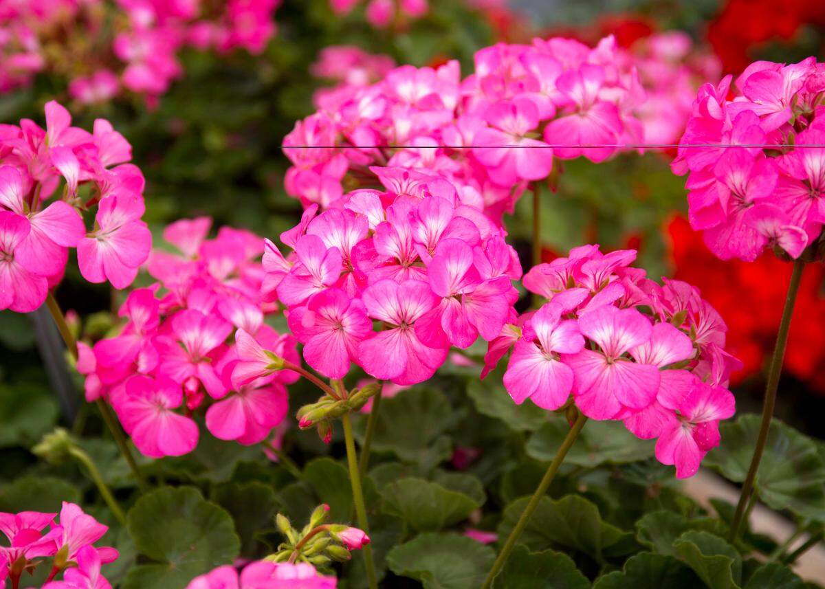 Pink geranium.