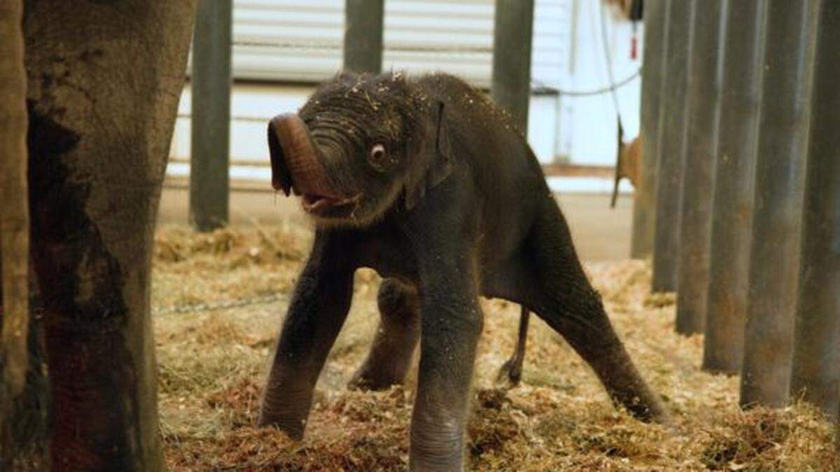 Kirby, a 314-pound newborn elephant, was born on Nov. 15 in Houston.
