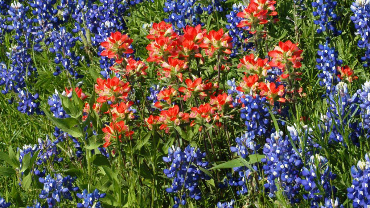 Spring wildflowers such as bluebonnets and others must be planted in early fall, but weather will have to change for them to germinate successfully.                                