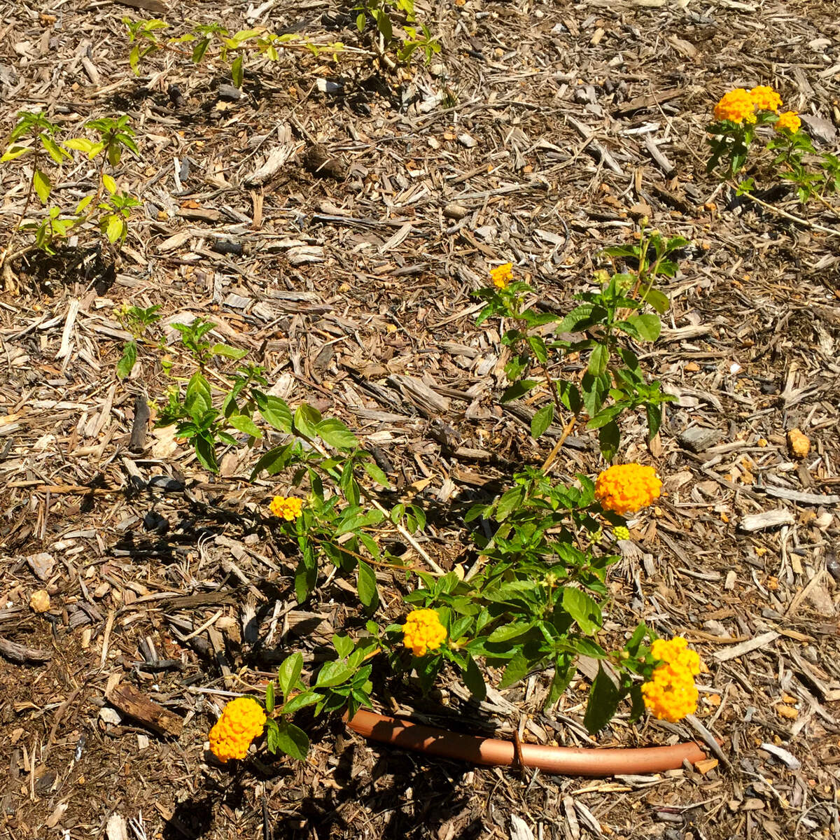 Drought tolerant doesn’t imply drought proof. These lantanas are thirsty and hungry.
