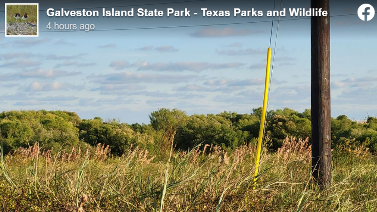 There’s a coyote hiding in this Texas photo. Do you see it?