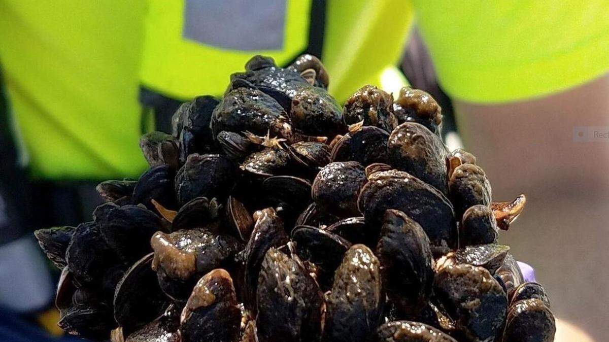 Zebra mussels attached to a boat anchor.