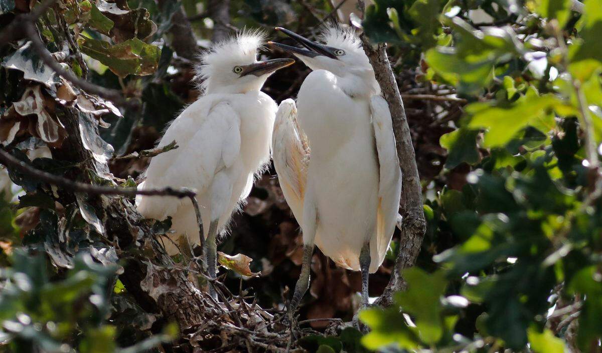 Egrets young and old fill the trees of two houses in Arlington in this file photo. Parts of Tarrant and Johnson counties have become a popular nesting ground for the birds.